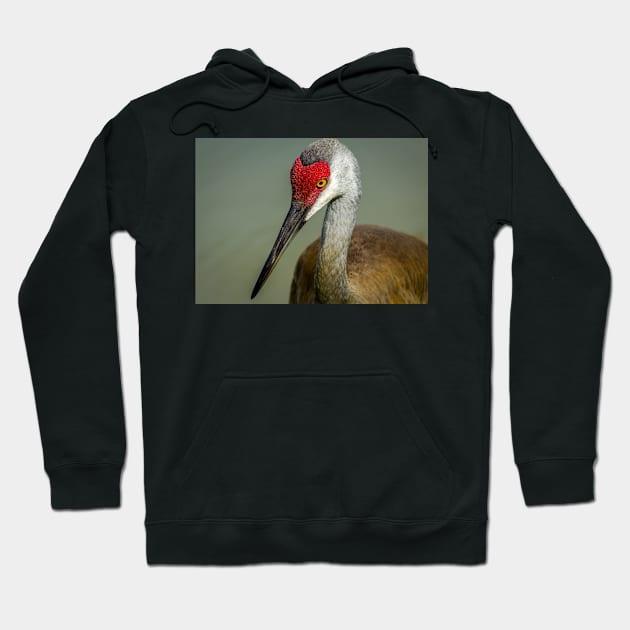 Sandhill Crane Portrait Hoodie by JeffreySchwartz